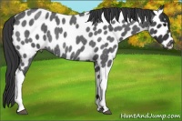 Horse Color:Blue Roan Near Leopard Rabicano 