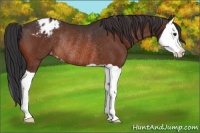 Horse Color:Brown Splash Appaloosa Rabicano 