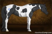 Horse Color:Black Tobiano 
