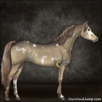 Horse Color:White Spotted Liver Red Dun Rabicano
