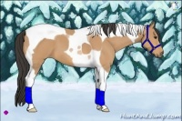 Horse Color:Buckskin Tobiano