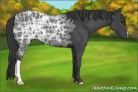 Horse Color:Black Ice 