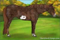 Horse Color:Chestnut Ice Frame 