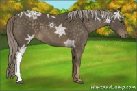 Horse Color:Chocolate Palomino Ice 