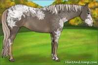 Horse Color:Chocolate Palomino Ice 