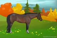 Horse Color:Bay Roan Sabino