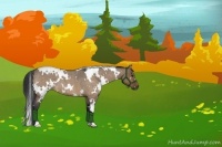 Horse Color:White Spotted Bay Roan Dun