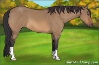 Horse Color:Bay Dun