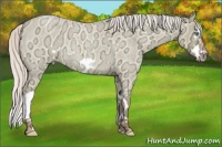 Horse Color:Silver Classic Champagne Ice Roan Dun Splash Frame 