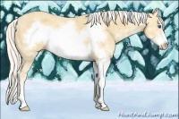 Horse Color:Silver Amber Cream Champagne Sabino Frame