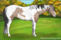 Horse Color:Buckskin Ice Tobiano Frame Rabicano