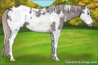Horse Color:White Spotted Silver Grullo Splash Frame Appaloosa