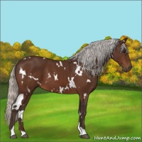 Horse Color:White Spotted Silver Brown 