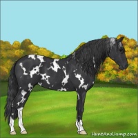 Horse Color:White Spotted Black 