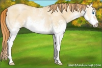 Horse Color:White Spotted Amber Champagne Pearl Splash 