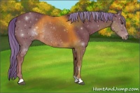 Horse Color:Chestnut Rabicano 