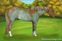Horse Color:Chestnut Rabicano 