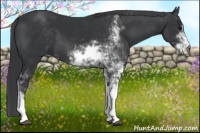 Horse Color:Black Sabino 