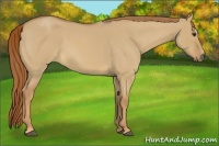 Horse Color:Red Dun Roan 