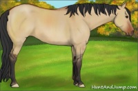 Horse Color:Bay Dun
