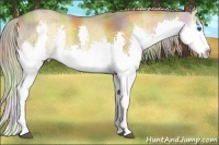 Horse Color:Nacre Chocolate Palomino Onyx Sabino Splash 