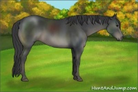Horse Color:Black 