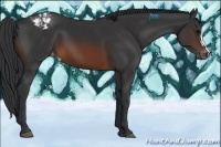 Horse Color:Brown Appaloosa 