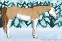 Horse Color:Red Dun Splash Rabicano