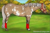 Horse Color:White Spotted Silver Bay Dun