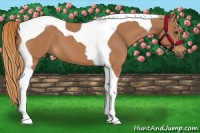 Horse Color:Chestnut Tobiano