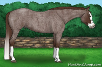 Horse Color:Gray Red Roan Splash 