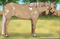 Horse Color:White Spotted Red Dun 