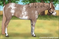 Horse Color:White Spotted Red Roan 