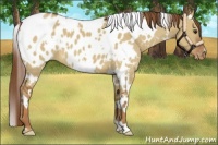 Horse Color:White Spotted Red Dun Blanket