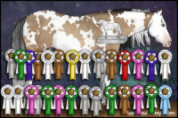 Horse Color:Gray White Spotted Sable Cream Champagne Splash Rabicano 