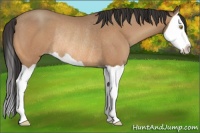 Horse Color:Sable Champagne Splash Rabicano