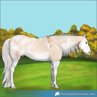 Horse Color:White Spotted Silver Sable Champagne Dun Splash Rabicano 