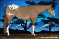 Horse Color:Buckskin Appaloosa 