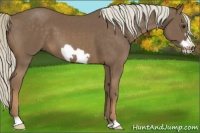 Horse Color:Chocolate Palomino Frame 