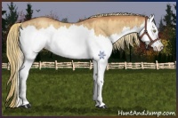 Horse Color:Gold Champagne Dun Splash Rabicano 