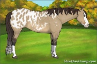 Horse Color:Bay Dun Splash Appaloosa 