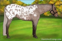 Horse Color:Silver Bay Roan Appaloosa 