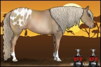 Horse Color:Liver Chestnut Pearl Appaloosa 