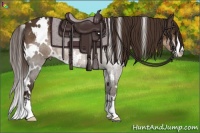 Horse Color:White Spotted Liver Chestnut Sabino