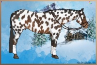 Horse Color:Liver Chestnut Appaloosa 