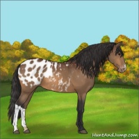 Horse Color:Bay Appaloosa 