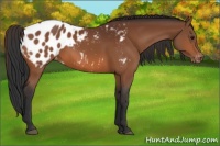 Horse Color:Bay Appaloosa 