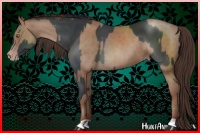 Horse Color:Black  and Classic Champagne 