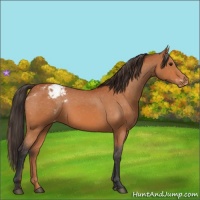Horse Color:Bay Appaloosa 