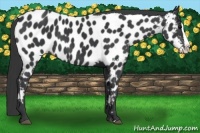 Horse Color:Black Splash Appaloosa 